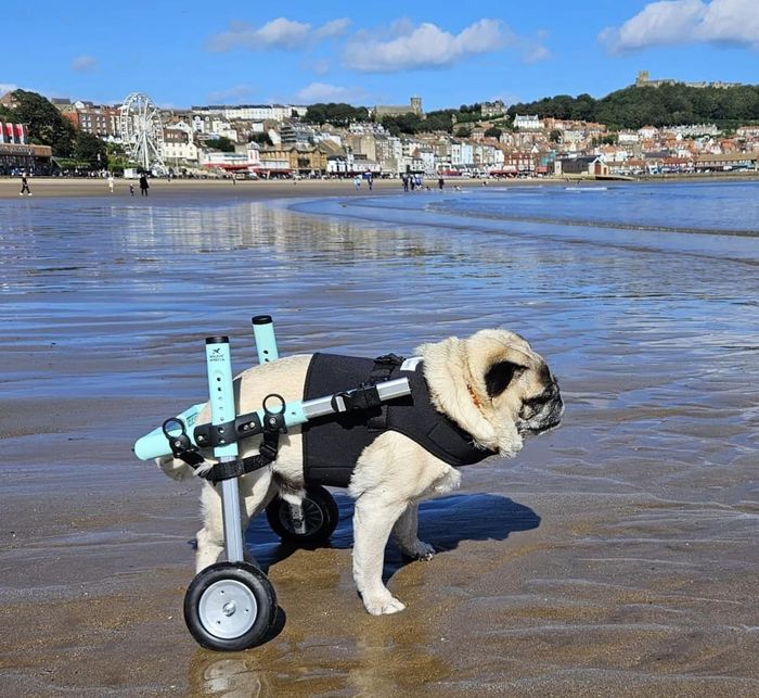 A dog from the OxyPet community