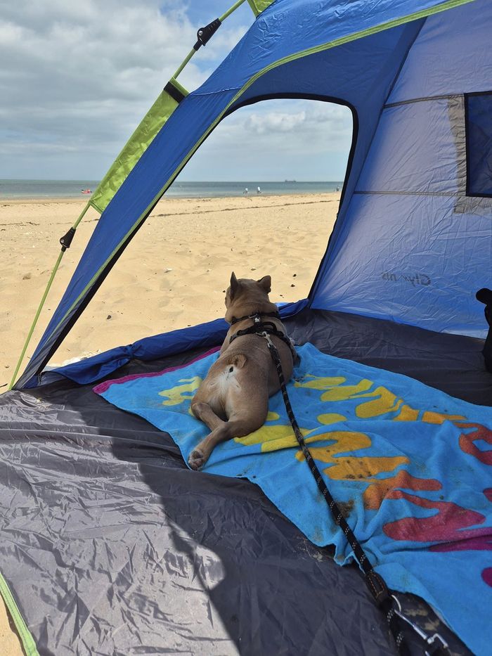 A dog from the OxyPet community