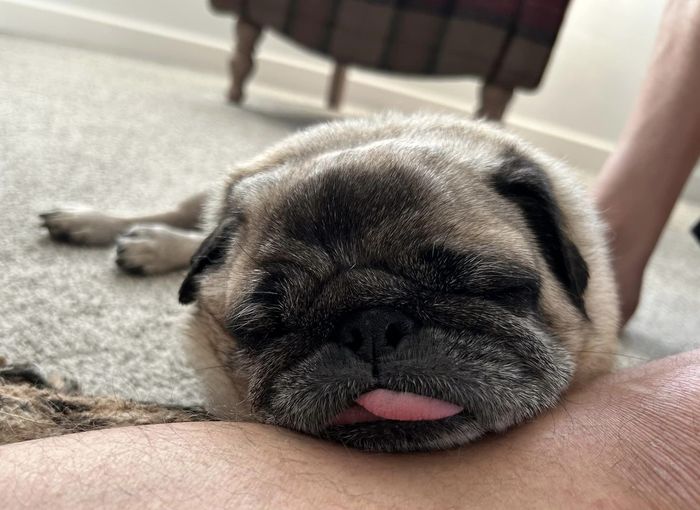 A dog from the OxyPet community
