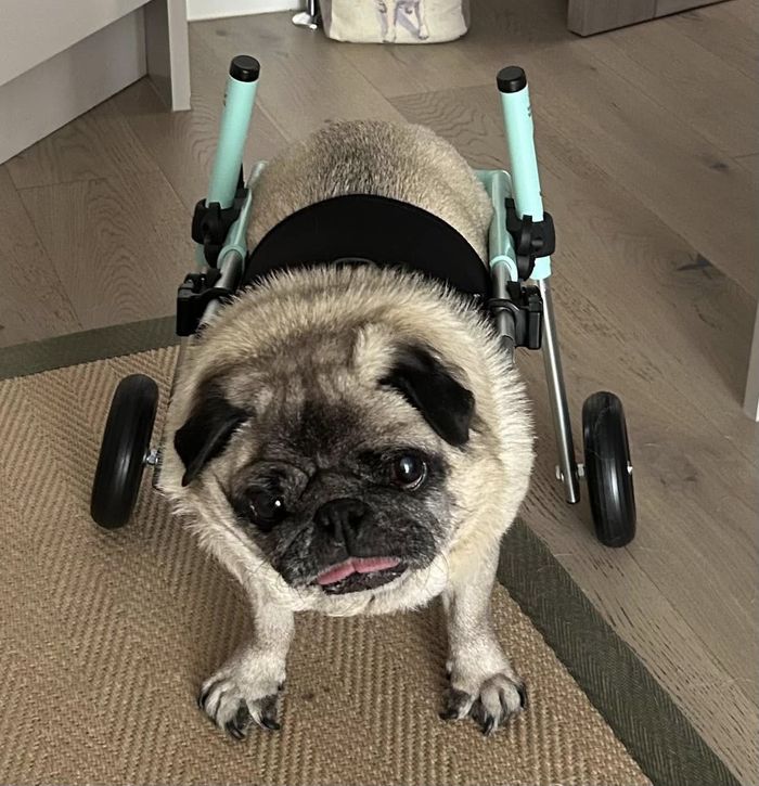 A dog from the OxyPet community