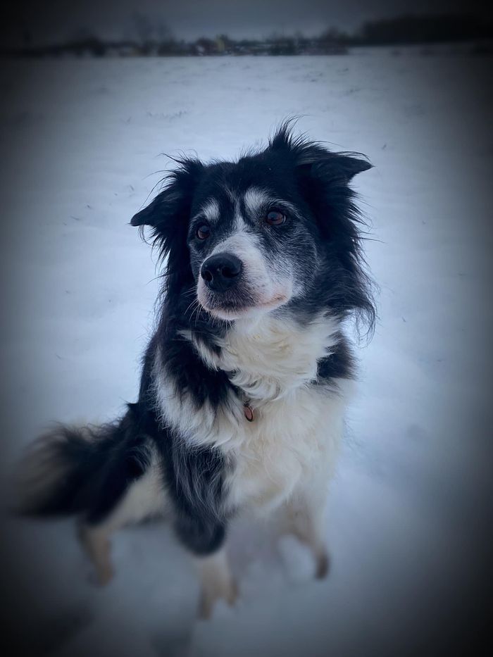 A dog from the OxyPet community