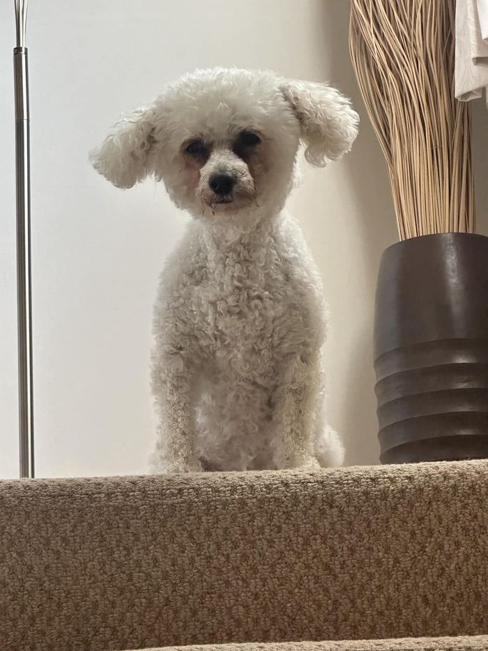A dog from the OxyPet community