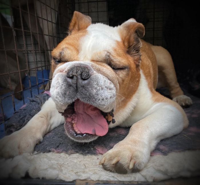 A dog from the OxyPet community