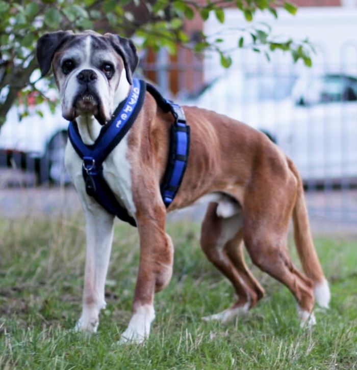 A dog from the OxyPet community