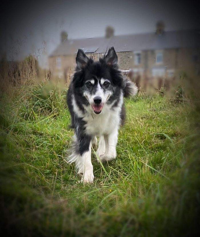 A dog from the OxyPet community