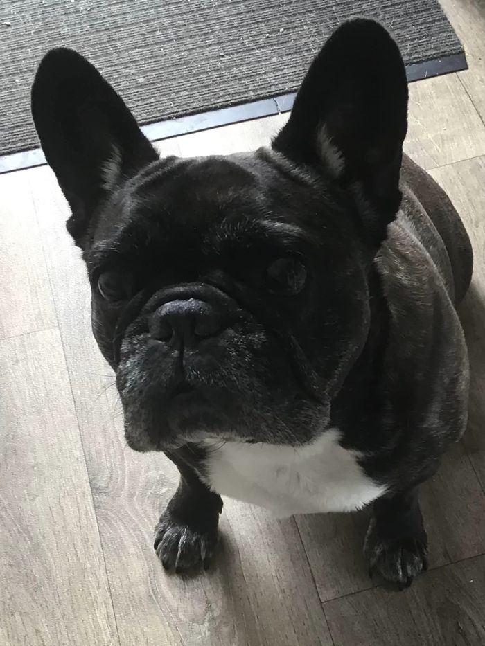A dog from the OxyPet community