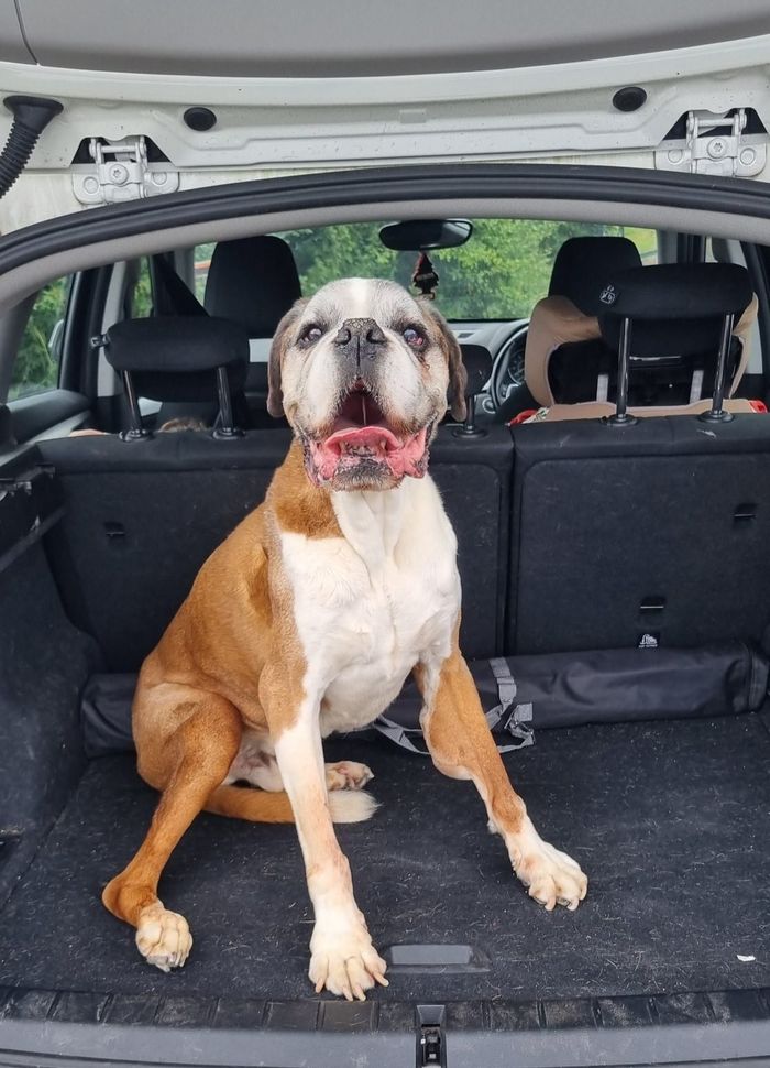 A dog from the OxyPet community