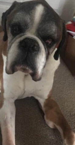 Mowgli, an elderly Boxer, lying down looking weak and tired